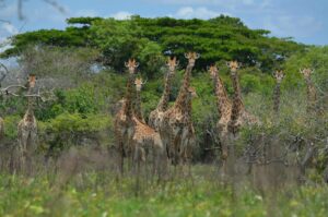 Excursão na Reserva Especial de Maputo