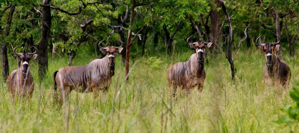 Reserva Nacional de Gile