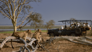 Safari em Gorongosa