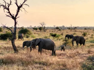 Descubra a melhor época para visitar Moçambique