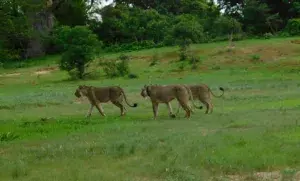 Reserva Especial do Niassa