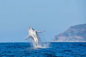 4 lugares para avistamento de Baleias Jubarte em Maputo