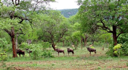 Montes Libombos biodiversidade