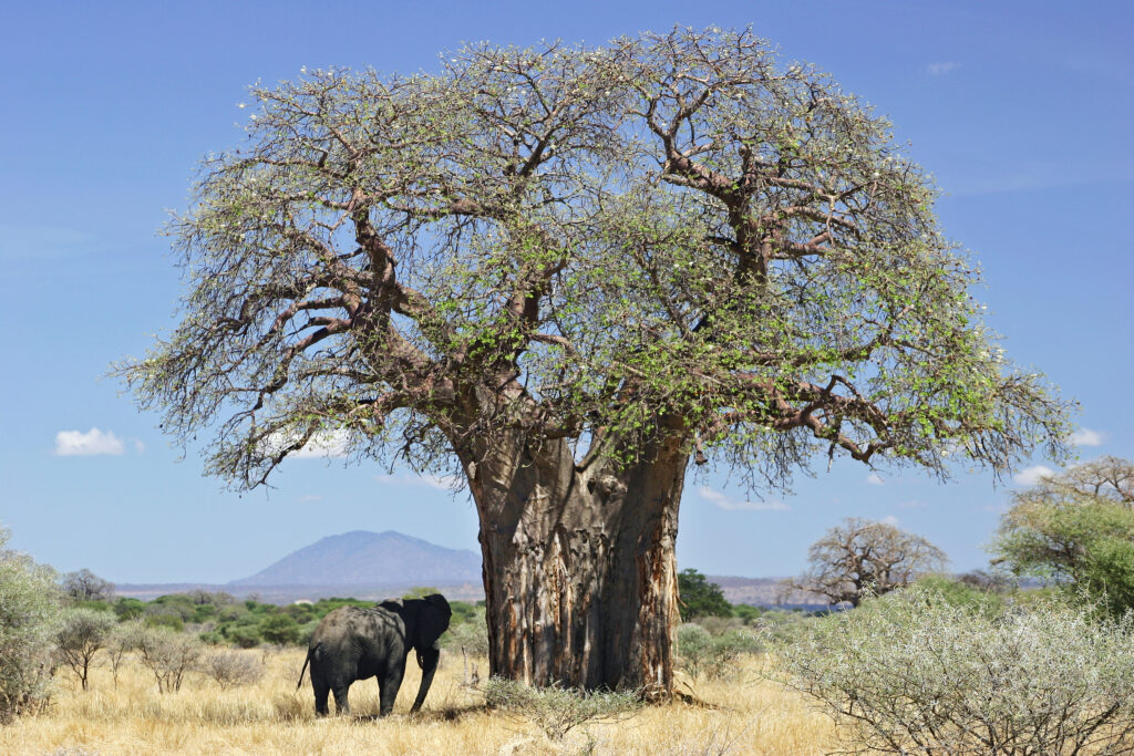 baoba ou embondeiro africano