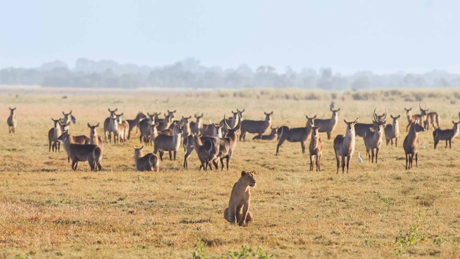 Onde Comprar os Melhores Pacotes de Viagem em Moçambique safari em mocambique
