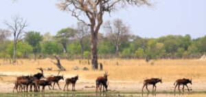 Parque Nacional de Gorongosa celebra 65 anos com mais de 110 mil animais