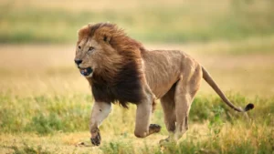 Felinos de Moçambique: guardiões silenciosos da Savana africana